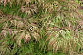 ACER PALMATUM DISSECTUM BALDSMITH