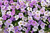 PETUNIA VIVINI LAVENDER BLUE