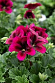 PELARGONIUM REGALIA CHOCOLATE