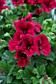 PELARGONIUM REGALIA DARK RED