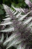 ATHYRIUM NIPPONICUM URSULAS RED