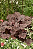 HEUCHERA AMETHYST MIST