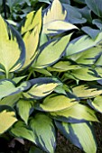 HOSTA ORANGE STAR