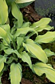 HOSTA RIPPLE EFFECT