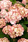 HYDRANGEA MACROPHYLLA RIPPLE