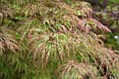 ACER PALMATUM DISSECTUM BALDSMITH