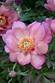 PAEONIA KOPPER KETTLE