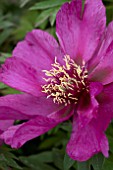 PAEONIA MORNING LILAC