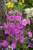 PRIMULA POLYNEURA