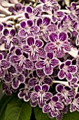 STREPTOCARPUS POLKA DOT PURPLE