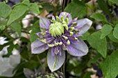 CLEMATIS TAIGA