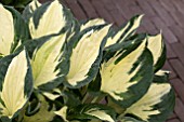 HOSTA ETERNAL FLAME