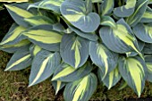 HOSTA PARTY POPPER