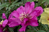 PAEONIA MORNING LILAC