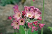 PRIMULA SIKKIMENSIS RED FORM