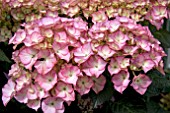 HYDRANGEA ADULA PURPLE