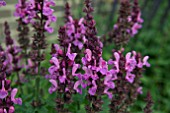 SALVIA ROSE MARVEL