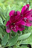 ALSTROEMERIA INTICANCHA DARK PURPLE