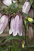 CAMPANULA PUNCTATA SILVER BELLS