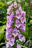 DIGITALIS DALMATION PINK