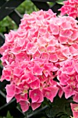 HYDRANGEA MACROPHYLLA PINK POP