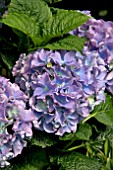 HYDRANGEA FRIPON BLUE