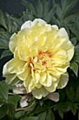 PAEONIA SAN MARINO