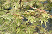 ACER JAPONICA HISAGA-YAMA