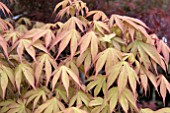 ACER PALMATUM OSAKAZUKI