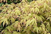 ACER PALMATUM UENO-YAMA