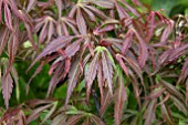 ACER PALMATUM ORGEON SUNSET