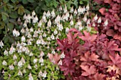 HEUCHERA AND TIARELLA COMBINATION