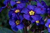 PRIMULA GOLDNUGGET BLUE