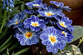 PRIMULA BLUE ZEBRA