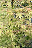 ACER PALMATUM HISAGA-YAMA