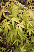 ACER PALMATUM SANGO-KAKU