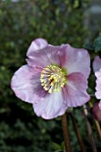 HELLEBORUS MADAME LEMONNIER