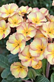 PRIMULA GOLDNUGGET APRICOT