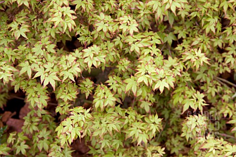 ACER_PALMATUM_LITTLE_PRINCESS