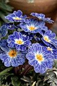 PRIMULA BLUE ZEBRA