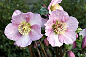 HELLEBORUS MADAME LEMONNIER