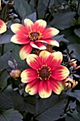 DAHLIA DAHLEGRIA RED YELLOW BICOLOUR