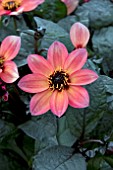 DAHLIA HAPPY DAYS NEON