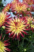 DAHLIA LABELLA MAGGIORE FIRE