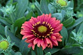 GAILLARDIA ARISTA RED