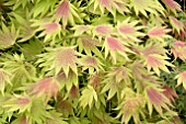 ACER SHIRASAWANUM MOONRISE