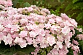 HYDRANGEA JOMARI PINK