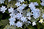 HYDRANGEA FIREWORKS BLUE