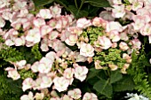 HYDRANGEA FRISBEE PETTICOAT VIOLET