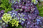 HYDRANGEA MACROPHYLLA JIP BLUE